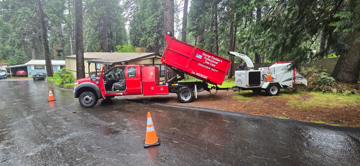 Tree Removal for George Staddan's Professional Tree Care in Placerville, CA