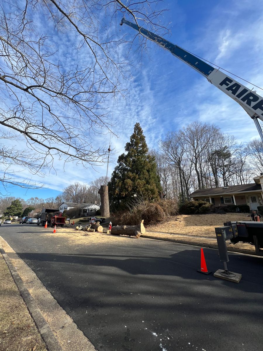 Crane services for DIAZ TREE in Stafford, VA