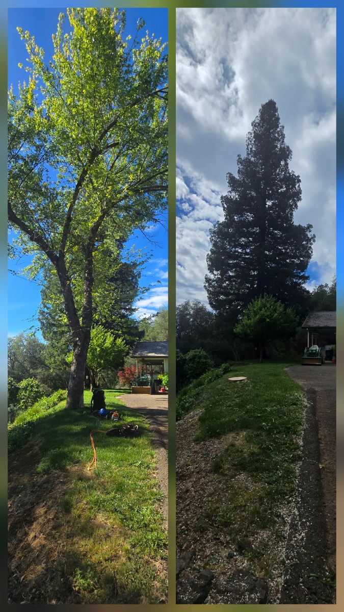 Tree Trimming for George Staddan's Professional Tree Care in Placerville, CA