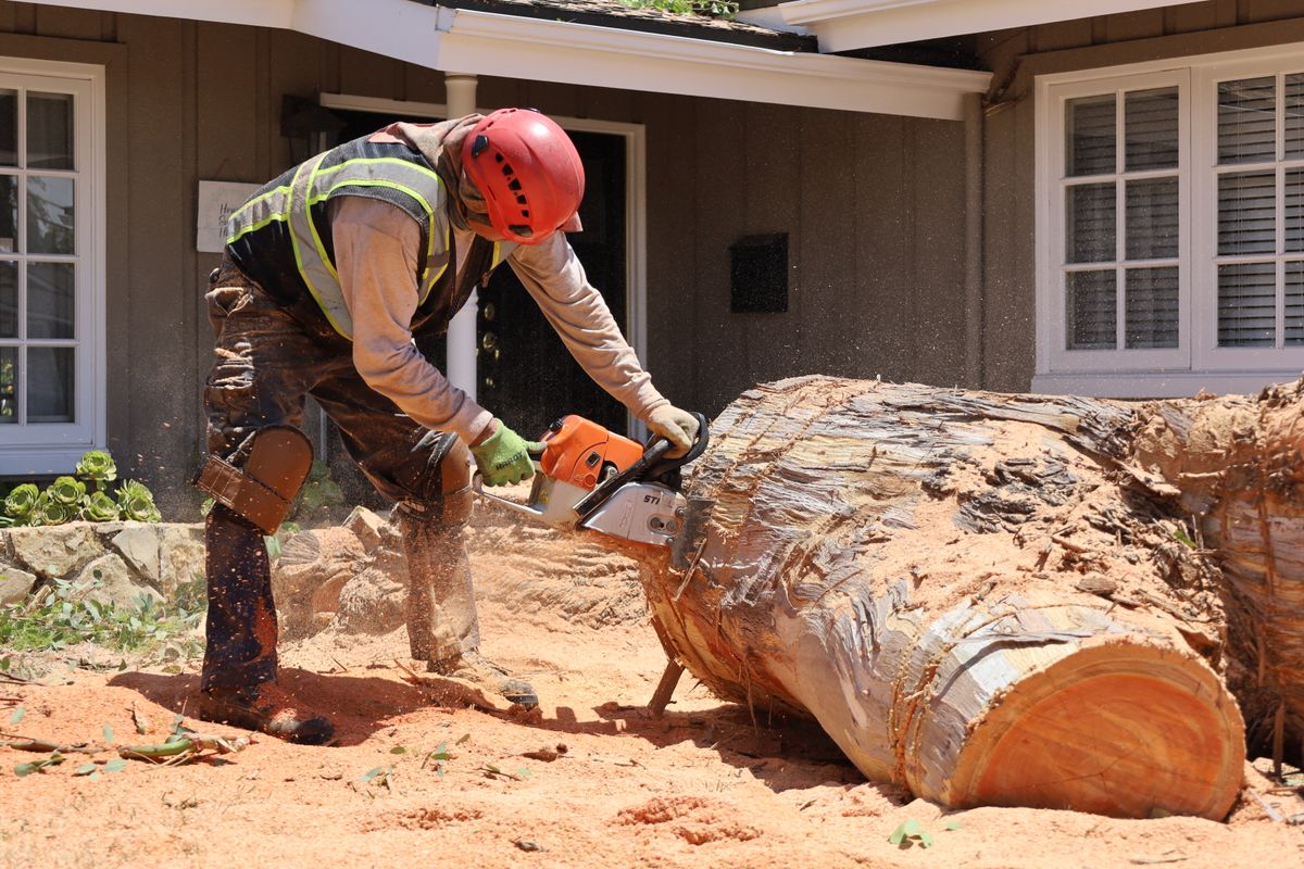 Tree Removal & Stump Grinding for ARKADIA in Orange County, CA