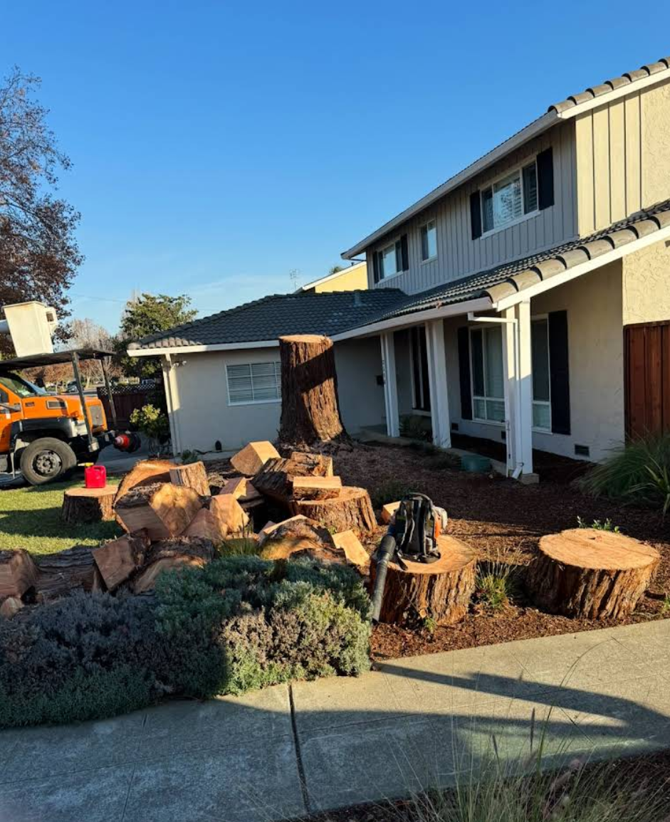 Tree Removal for A1 Tree Care in San Jose, CA