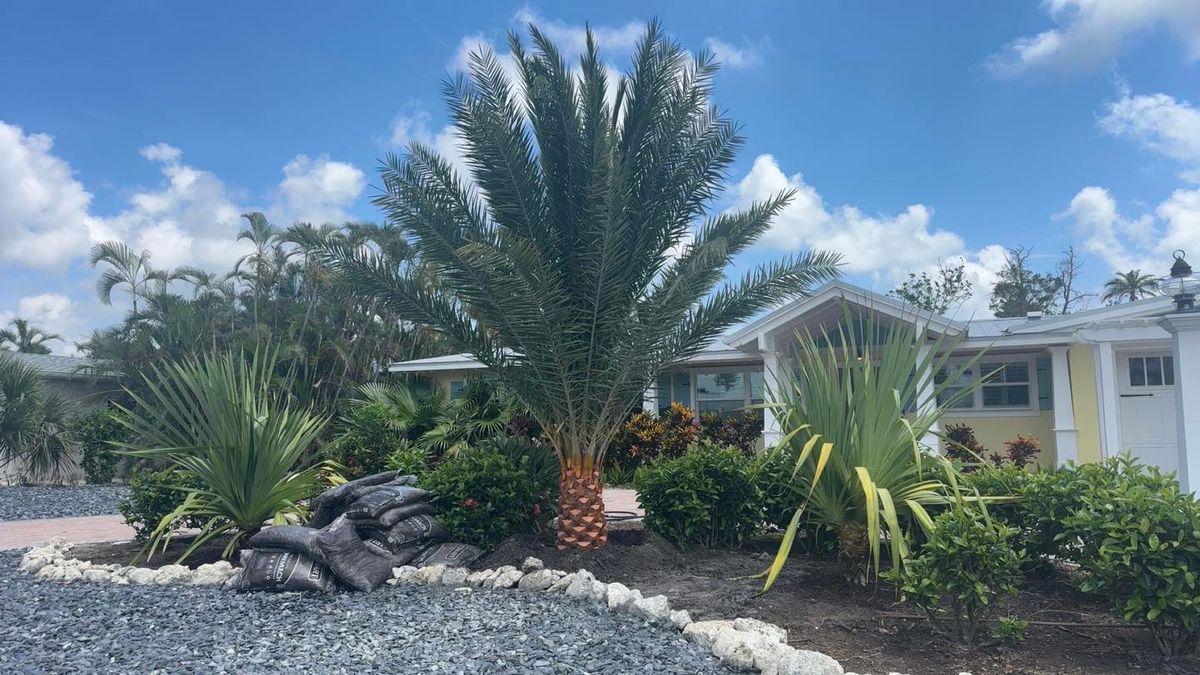 Palm and Trees for Plant World LLC in Cape Coral, FL