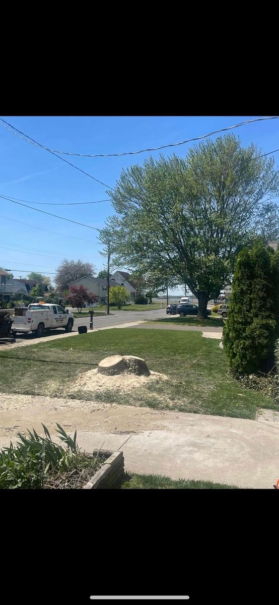 Tree Removal for Etherton’s Tree Service in Quinton, NJ