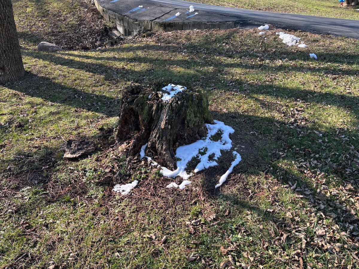 Stump Removal for Conrad's Stump Removal in Columbus, IN