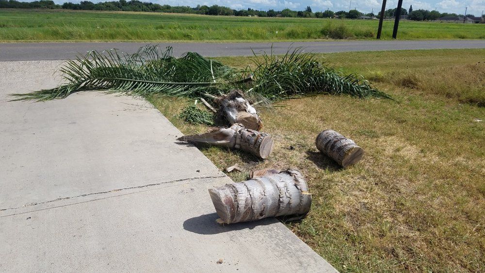 Tree & Shrub Care for Pro Lawn Care RGV in McAllen, TX