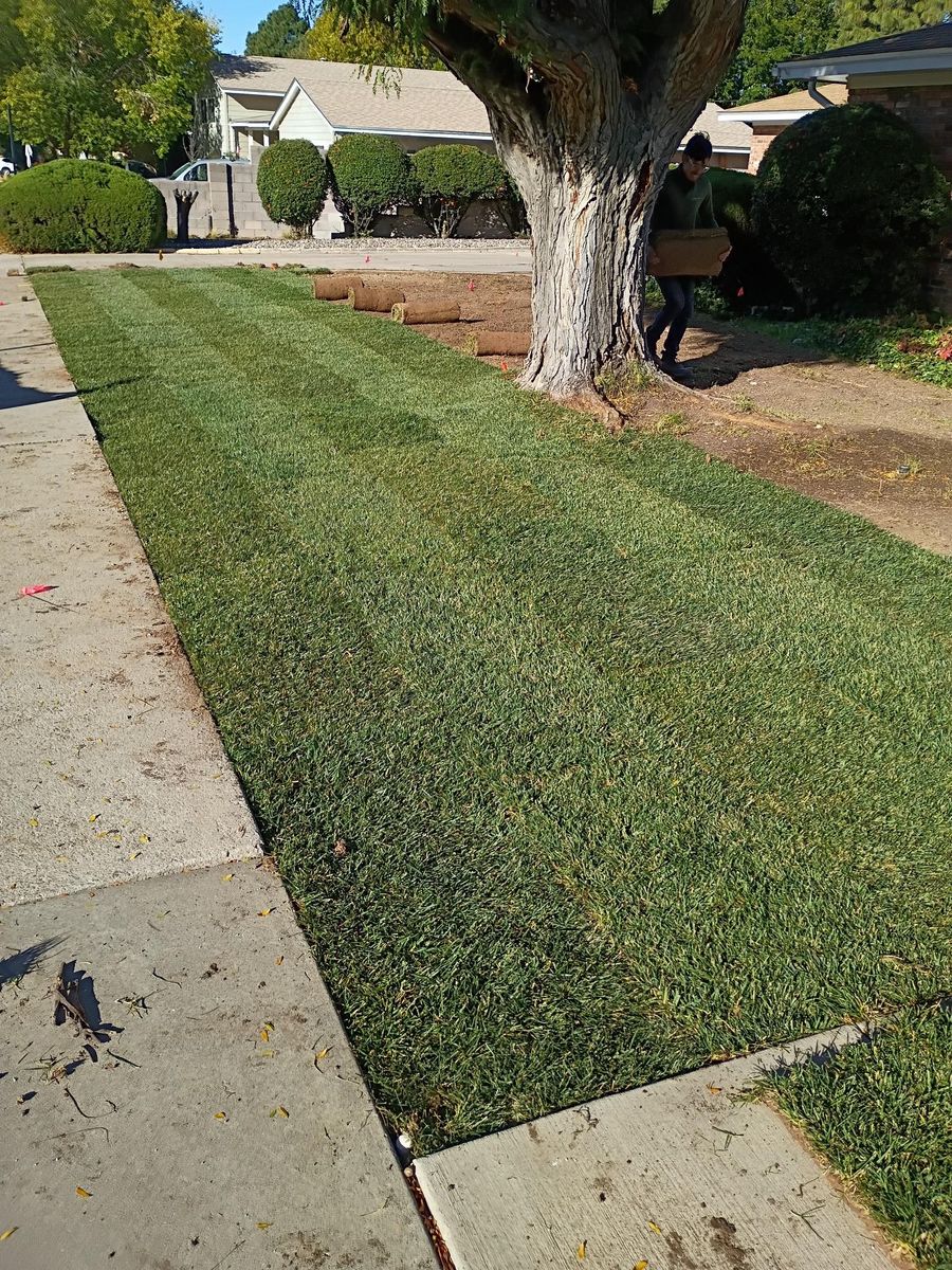 Sod Installation for 2 Brothers Landscaping in Albuquerque, NM