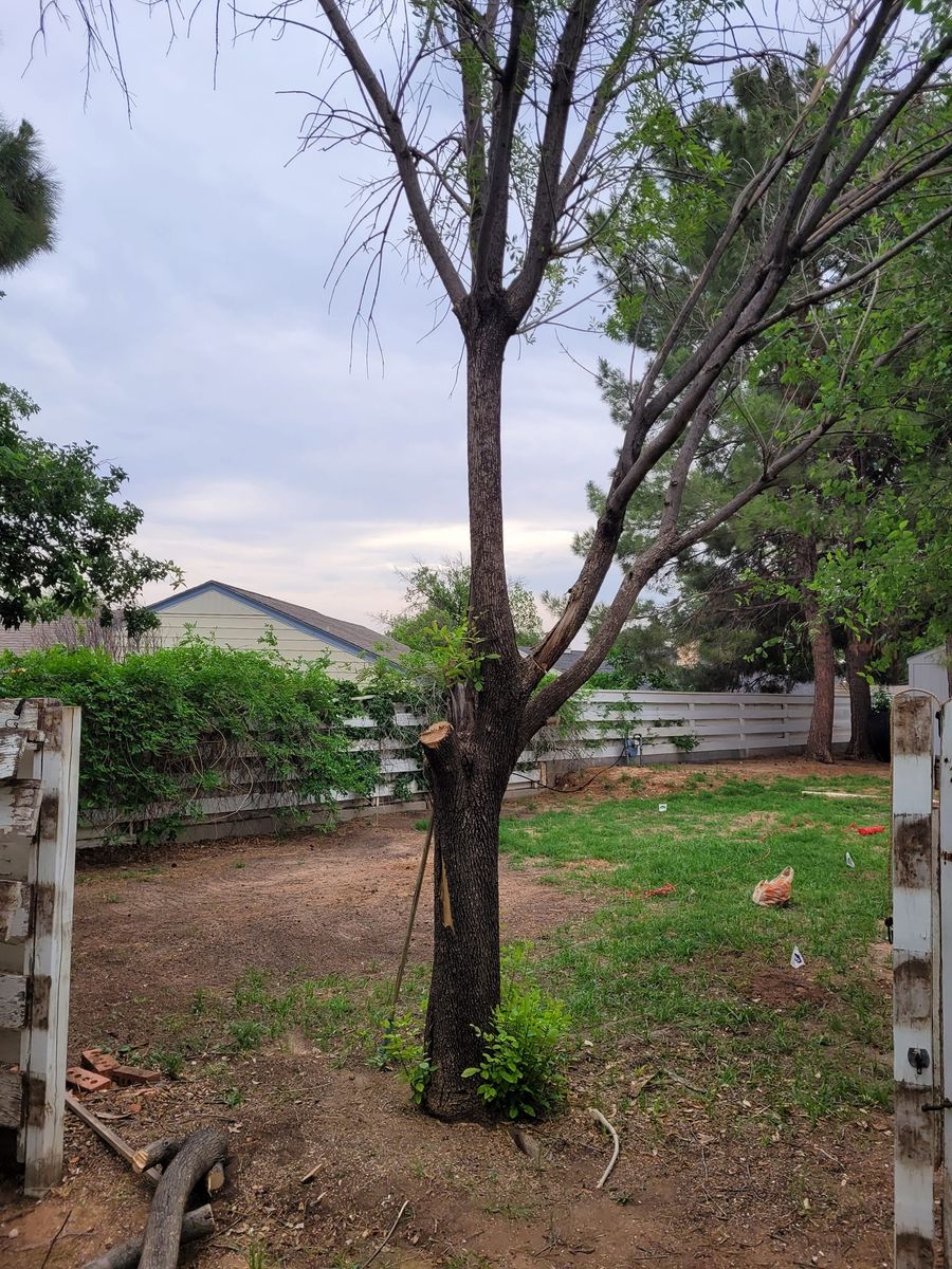 Tree Trimming for Lion In The Tree Trimming Service in Big Spring, TX