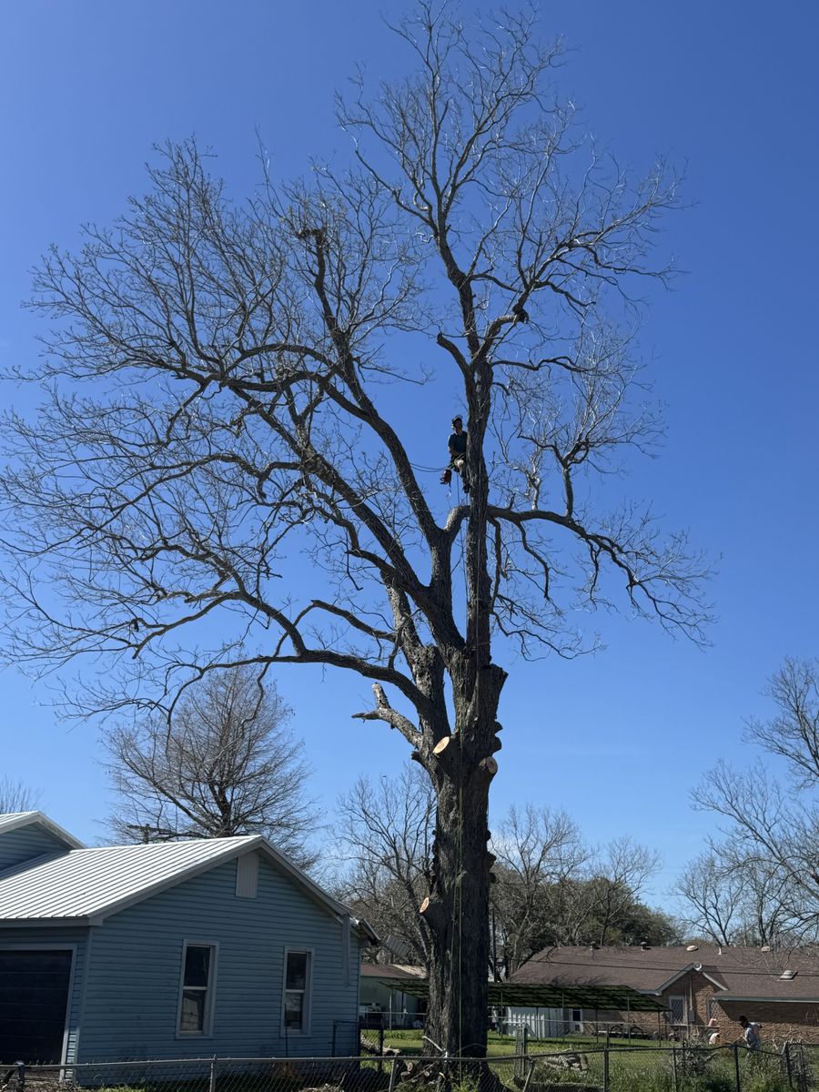 Tree Pruning for Braun Tree Service in Floresville, Texas