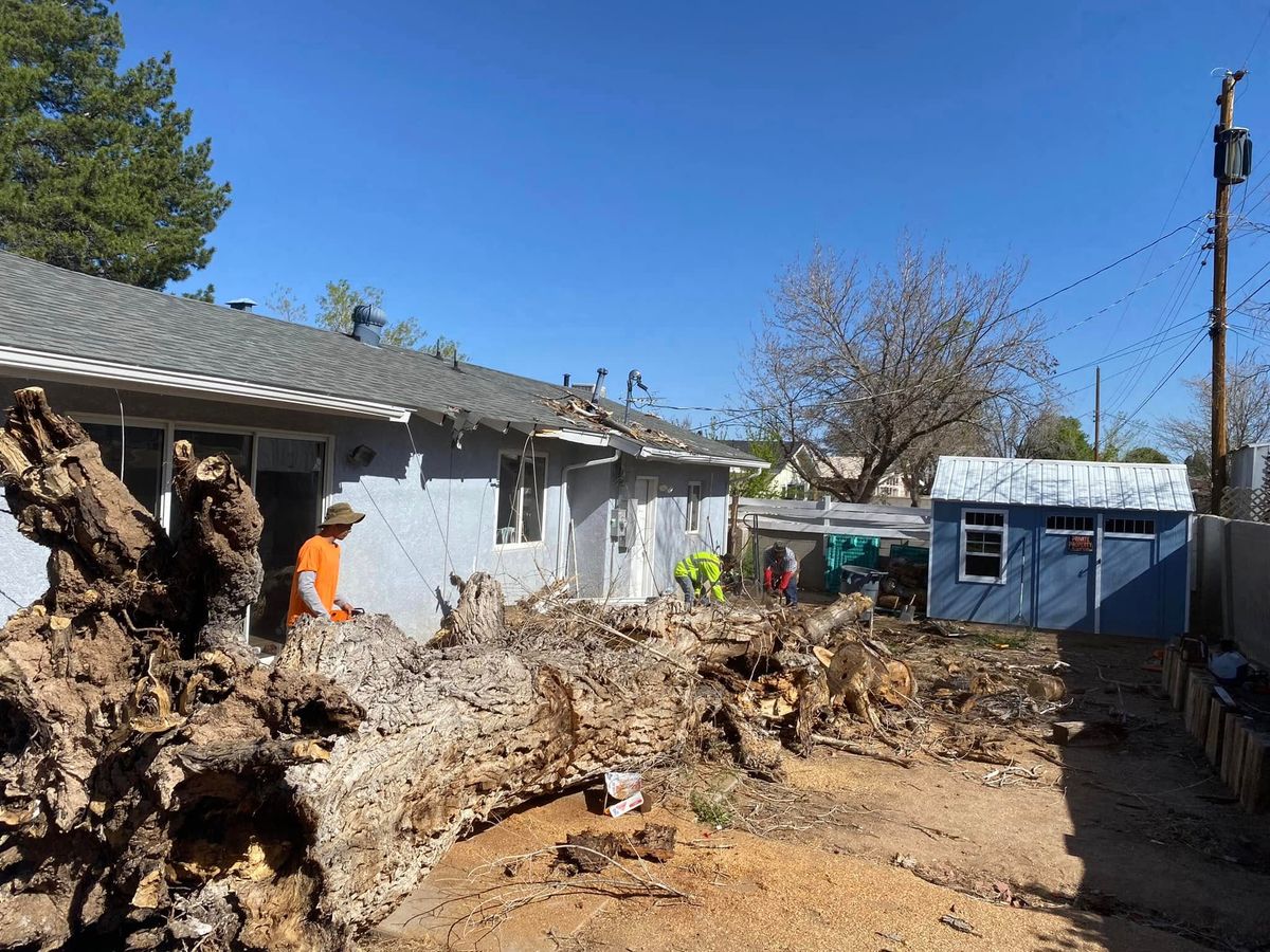 Tree Removal for Tree Service Miracles in Albuquerque, NM