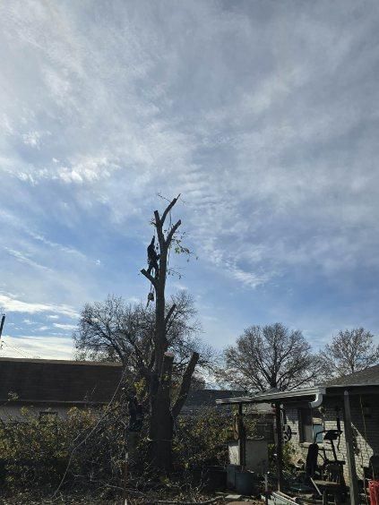 Tree Removal for Oklahoma Tree Guy in Bartlesville, OK