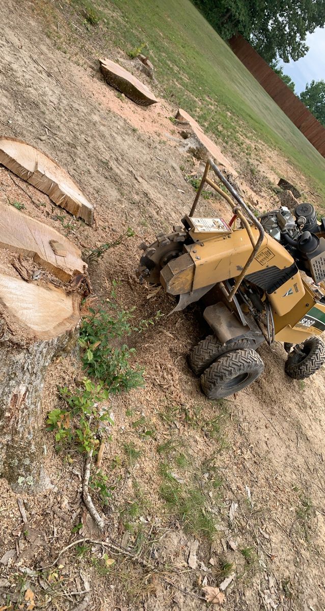 Stump Removal for Branch Out Tree Care LLC in Fredericksburg, VA