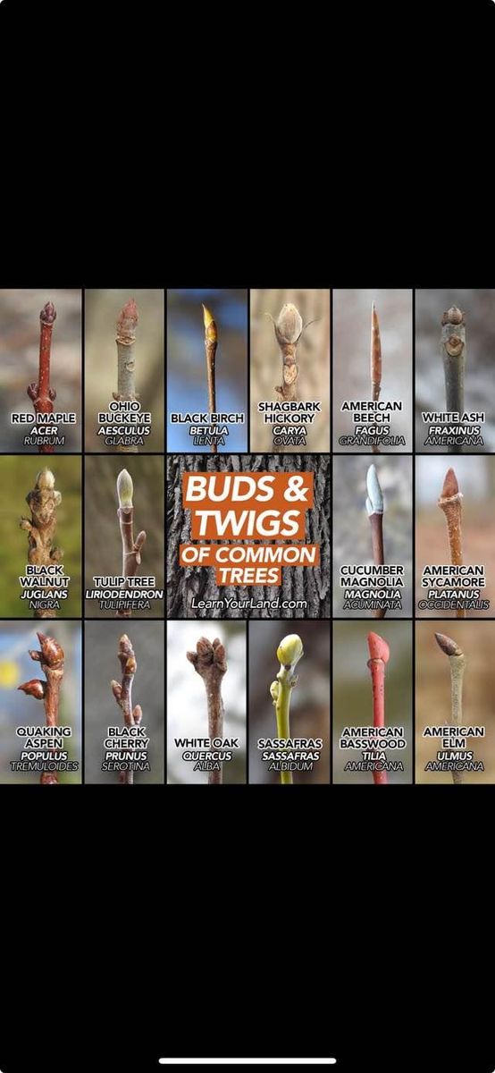 Tree Health Inspection for Anstaetts Tree Service in Batavia, OH