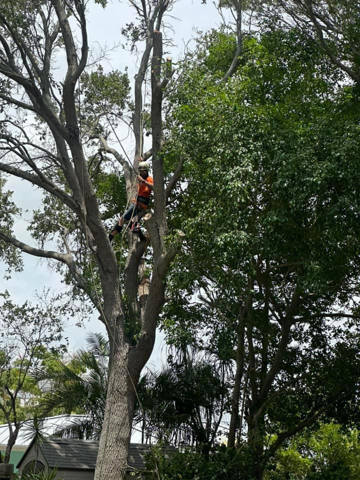 Tree Trimming And Removal for Team Tolson Landscape in Tampa Bay, FL