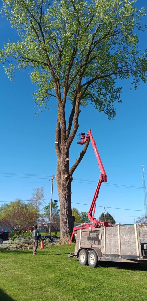 Tree Trimming for Lawn Ranger Yard And Tree Service LLC in Ottumwa, IA