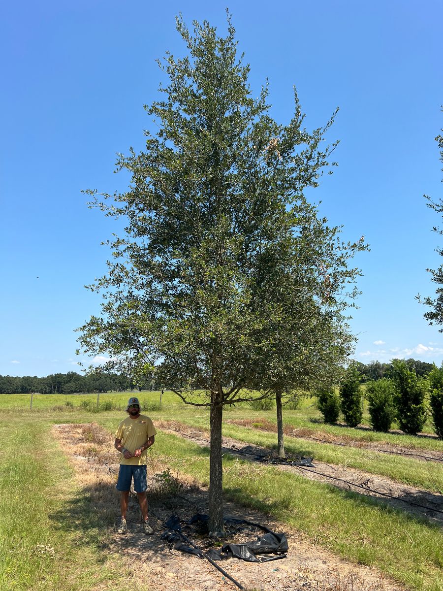 Tree service for Roberts Lawn & Landscape in Steinhatchee, FL