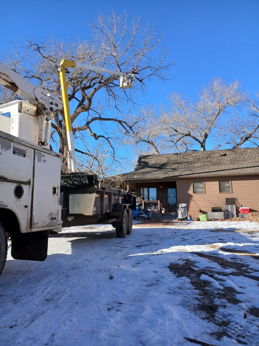 Tree Trimming for Two Fellers Tree Service in Buffalo, WY