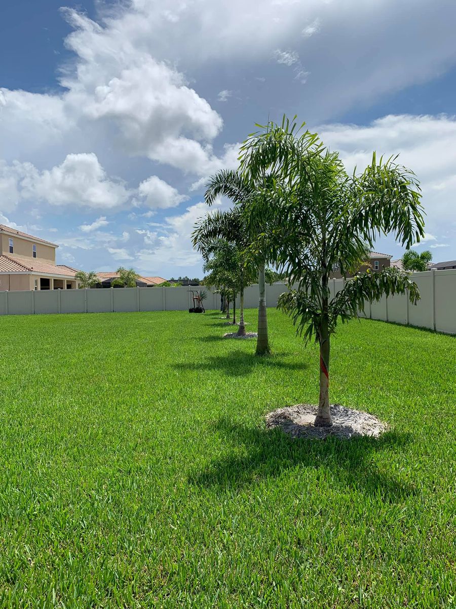 Palm and Trees for Plant World LLC in Cape Coral, FL
