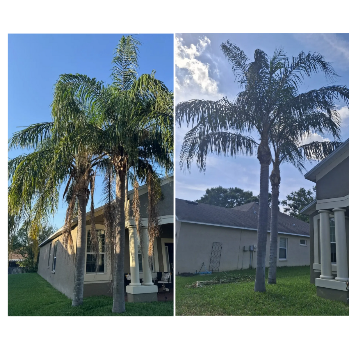 Palm Tree Installation for Tezna Landscaping, Trees & Pavers in Valrico, FL