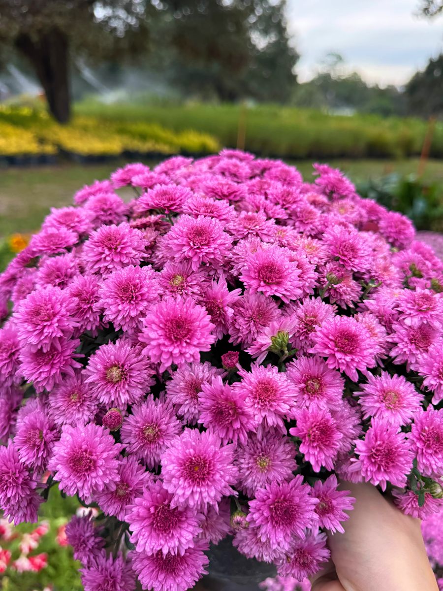 Our Shop for Southern Roots Tree Farm in Crystal River, FL