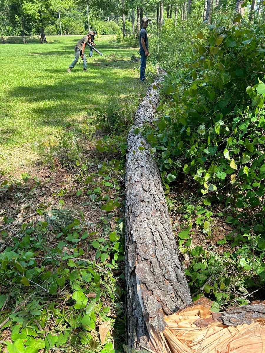 Tree and Shrub Care for Old Florida Lawncare in Baker, FL