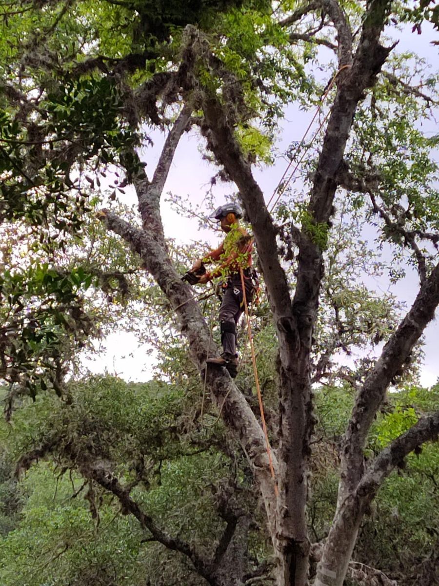 Tree Removal for Z’s Trees LLC in Grey Forest, TX