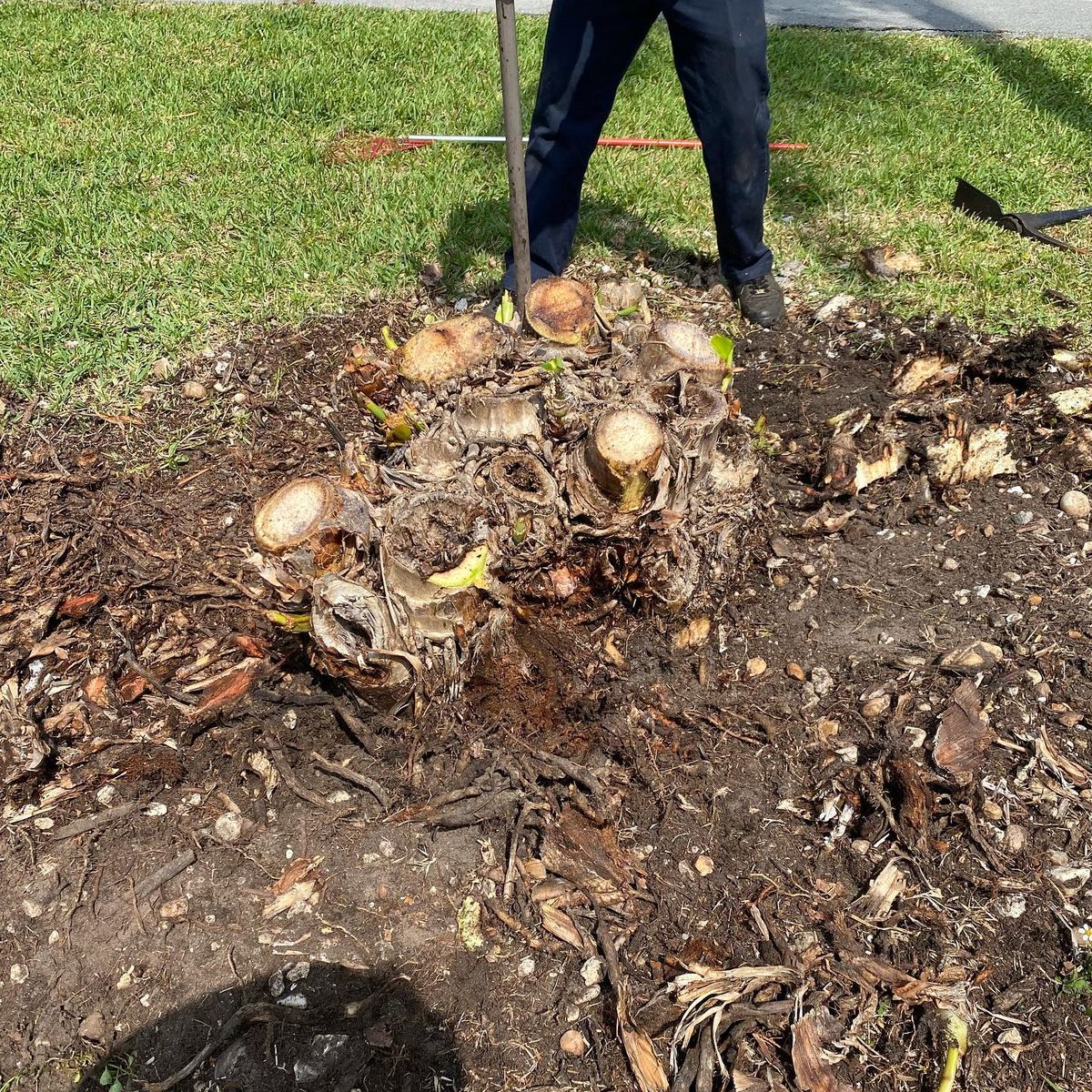 Stump Grinding for Green Touch Property Maintenance in Broward County, FL