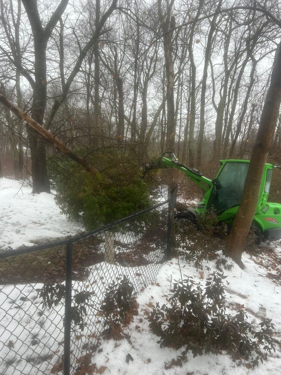 Clean Up for DC TREE in Vernon, CT