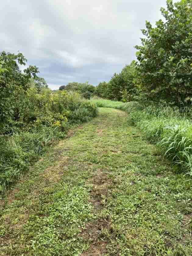 Bush Hogging for Thurmond & Sons Landscaping  in Montverde, FL