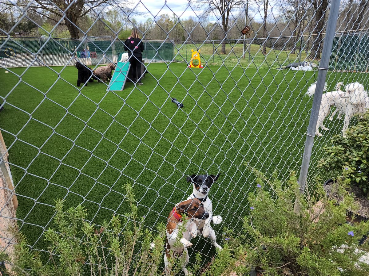 Artificial Turf For Pets for Elite Turfs in Concord, NC
