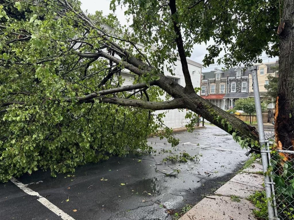 Tree Services for Jonathan A. Henne Property Services. in Hamburg, PA