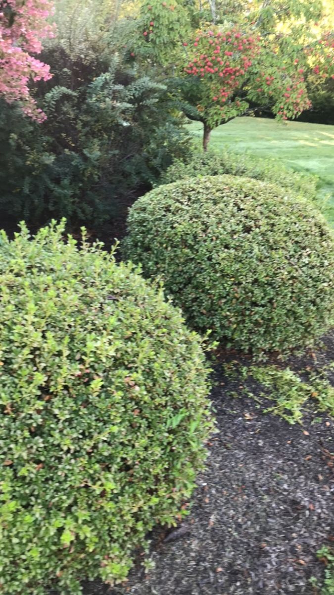 Tree & Shrub Care for Kingston Lawn Care in Warren, RI