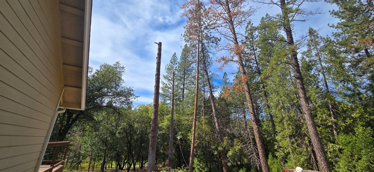 Storm Damage for George Staddan's Professional Tree Care in Placerville, CA