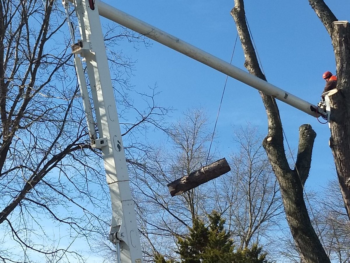 Tree Trimming for Alexander's Tree Service  in Newburg,  MD