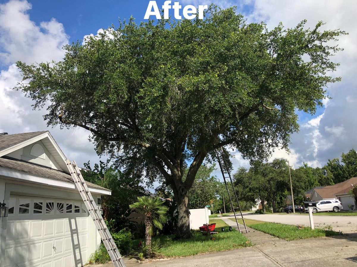 Tree Trimming & Removal for Curtis Tree Service & Landscaping in Haines City, FL