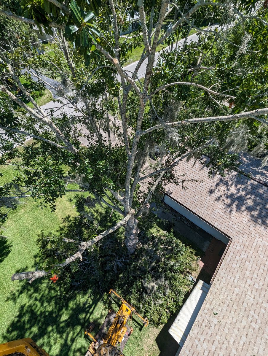 Tree Removal for Regal Tree Service and Stump Grinding in Wauchula, FL