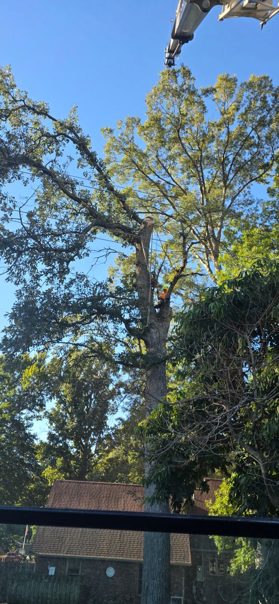 Tree Removal for Advanced Tree Solutions in Rockville, IN