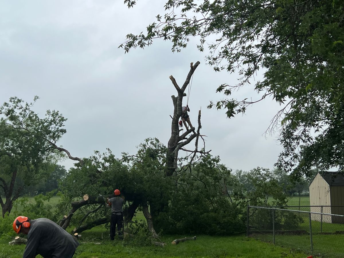 Fall Clean Up for DR Landscape in San Antonio, TX