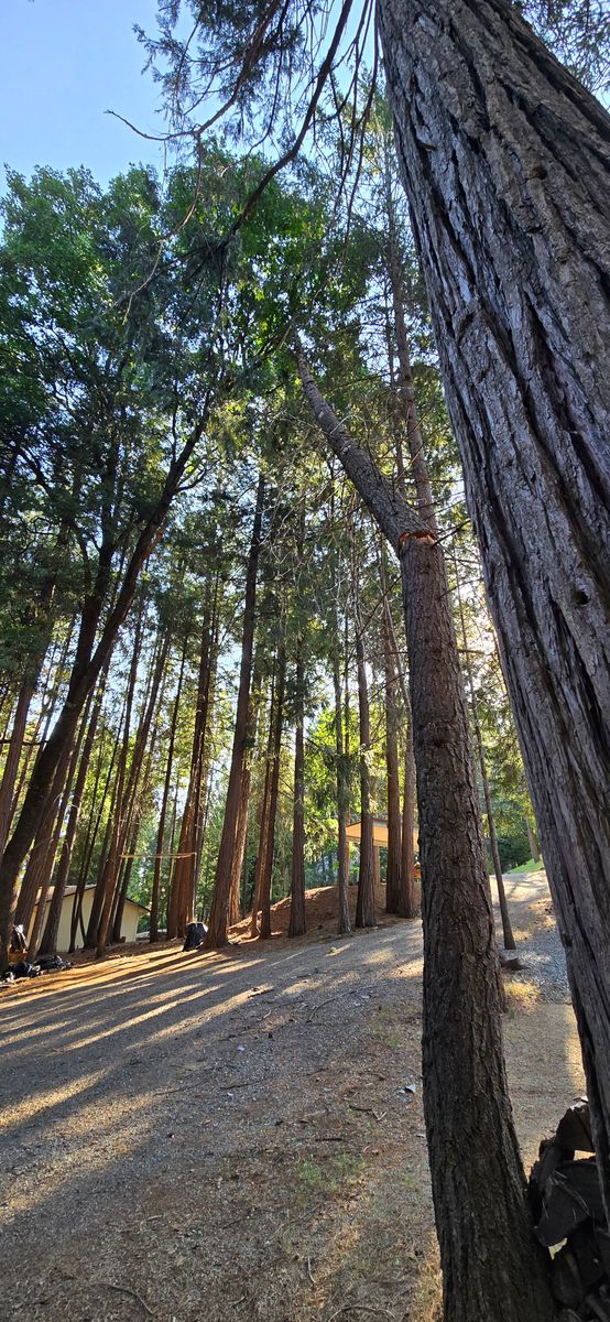 Tree Removal for George Staddan's Professional Tree Care in Placerville, CA