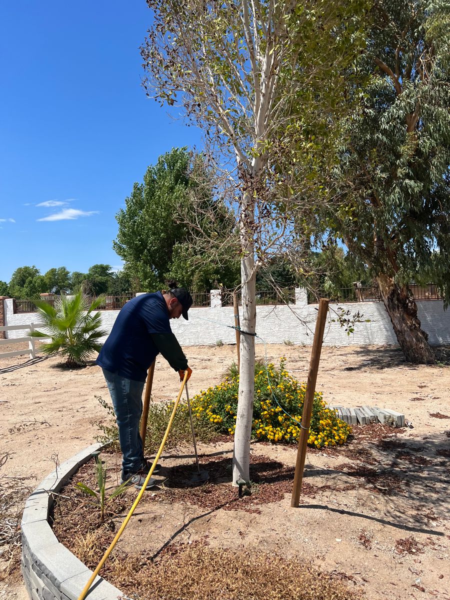 3 Stage Treatment Fertilizer for AZ Tree & Hardscape Co in Surprise, AZ