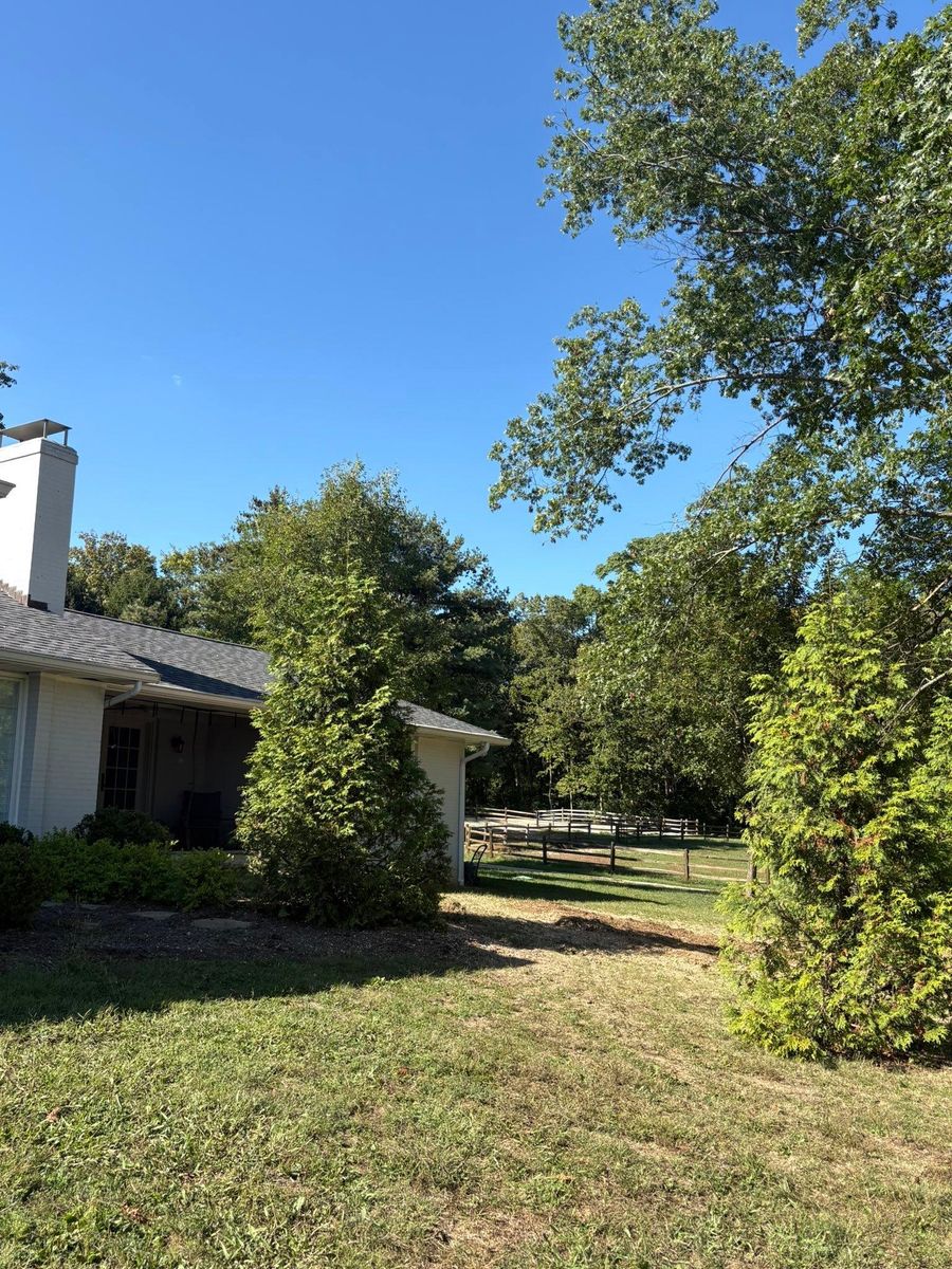 Tree Trimming for Dig-It Tree Company in Mason, OH