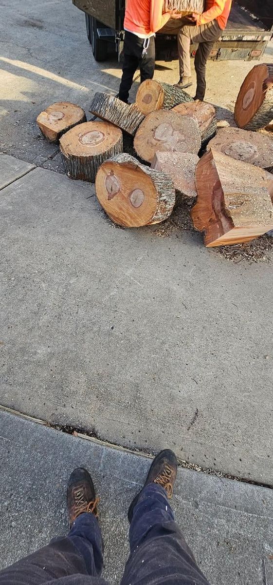 Tree Removal for Servin's Tree Care  in Houston, TX