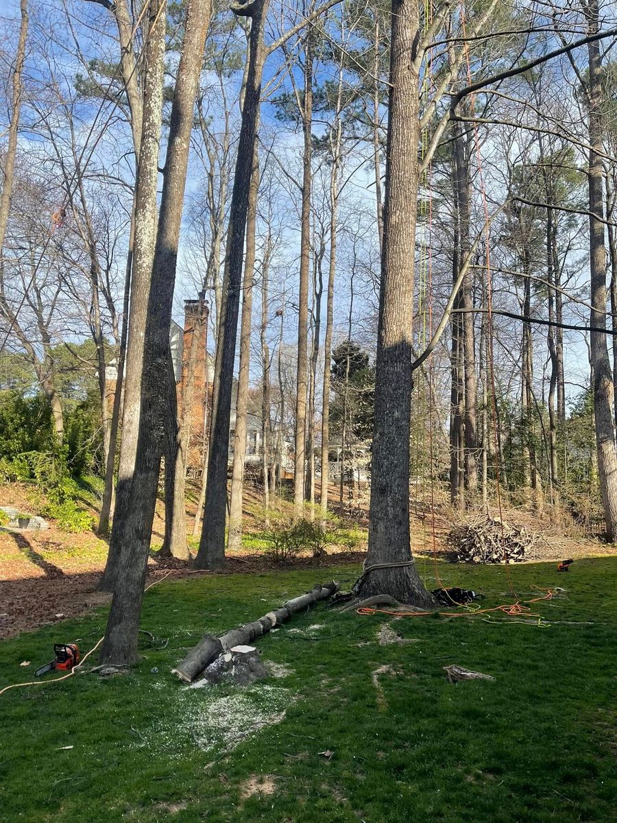 Tree Trimming for J&J Tree Services in Raleigh, NC