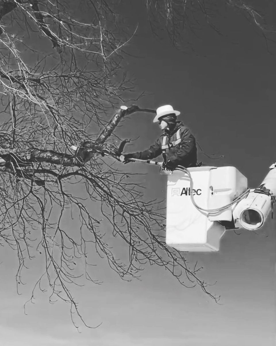 Tree Removal for Hendricks Tree Service in Belleville, IL