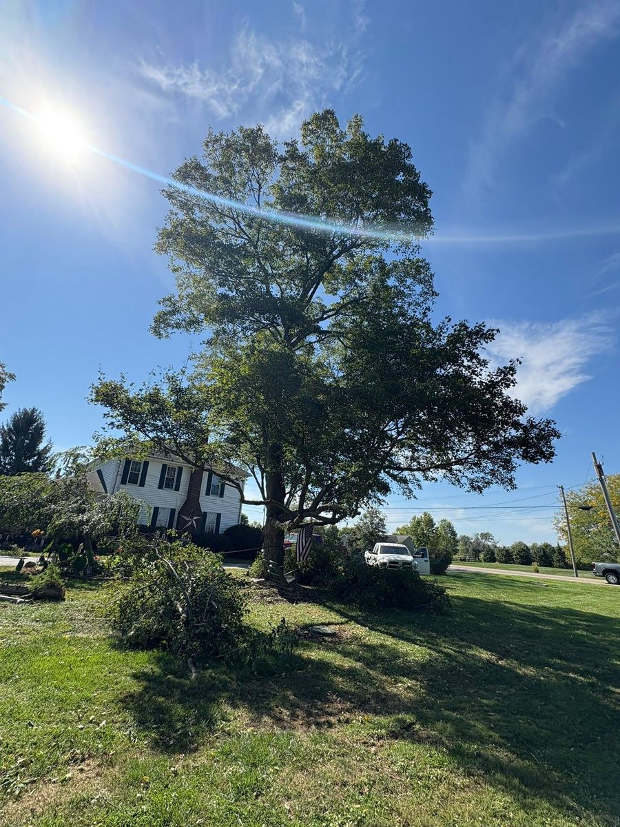 Tree Trimming for Dig-It Tree Company in Mason, OH