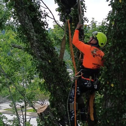 Tree Removal for Lopez Landscaping and Tree Service  in Waynesville, NC