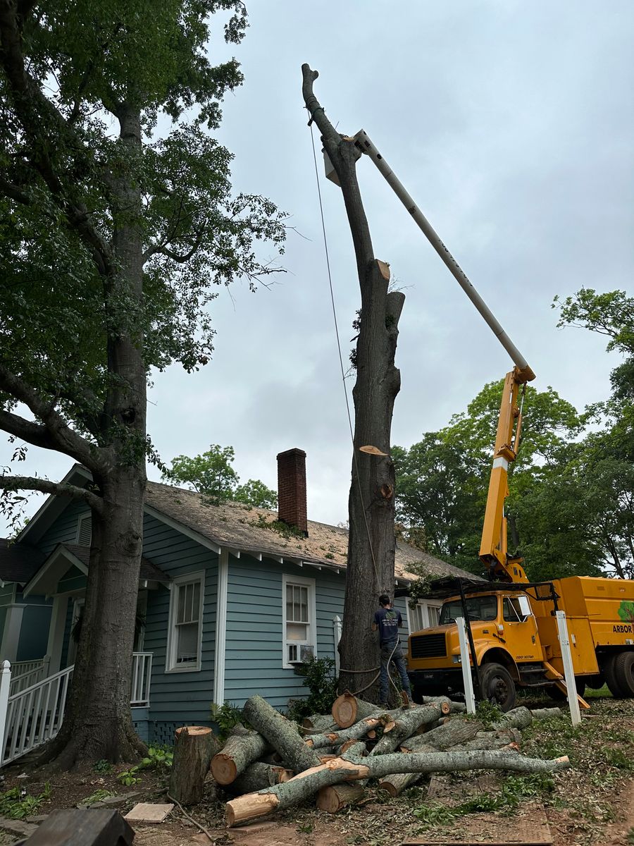 Tree Removal for ArborMax in Thomaston, GA