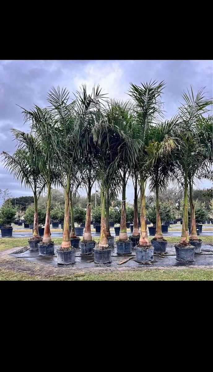 Tree Planting & Landscape Services for TREE BOYS in Ruskin, FL