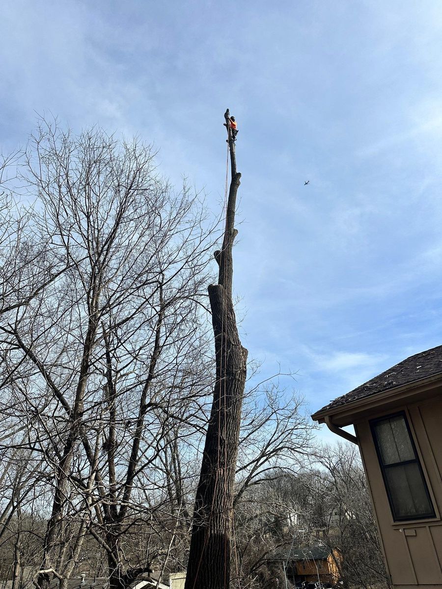 Tree Removal for Cross Family Tree Service in Kearney, MO