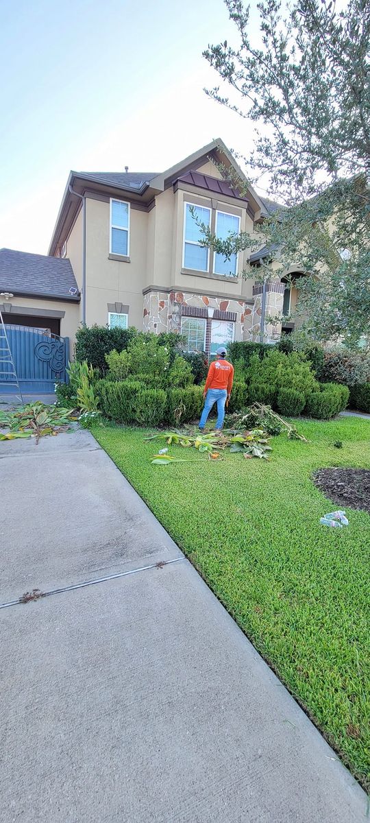 Shrub Trimming for Servin's Tree Care  in Houston, TX