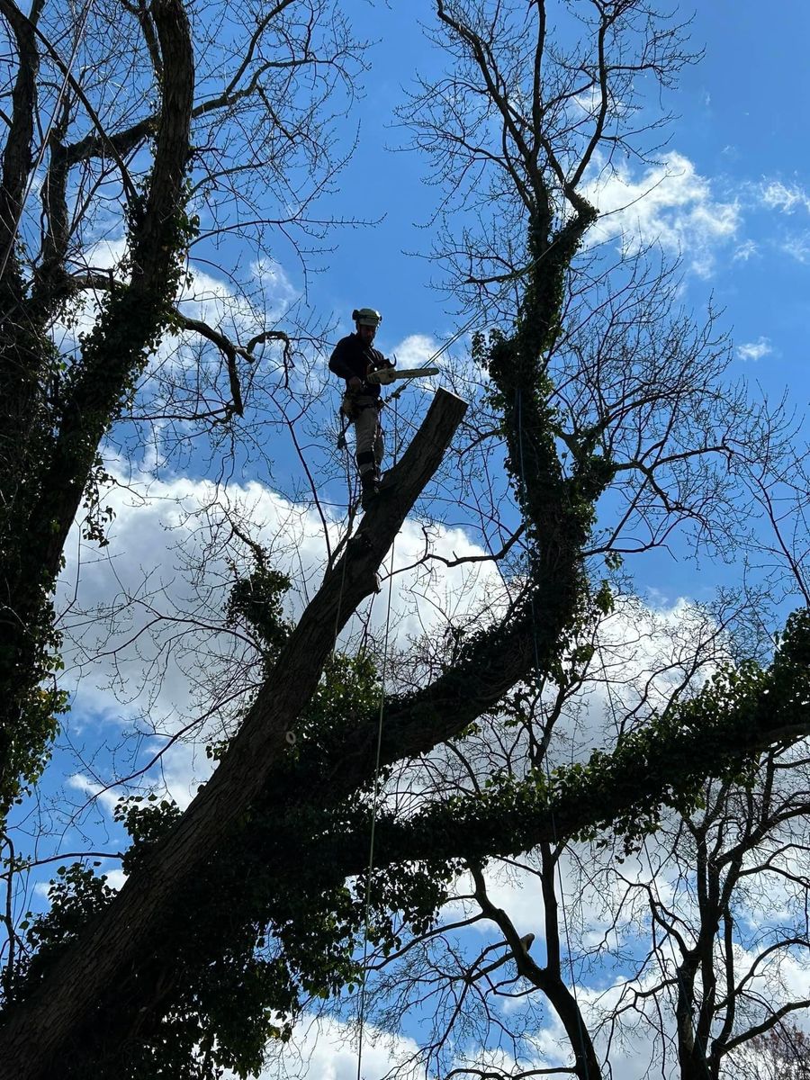 Tree Removal for Russo’s Landscaping & Tree Removal in Levittown, PA